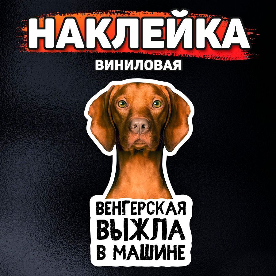 Наклейка на автомобиль, DANGER DOG, Венгерская выжла в машине