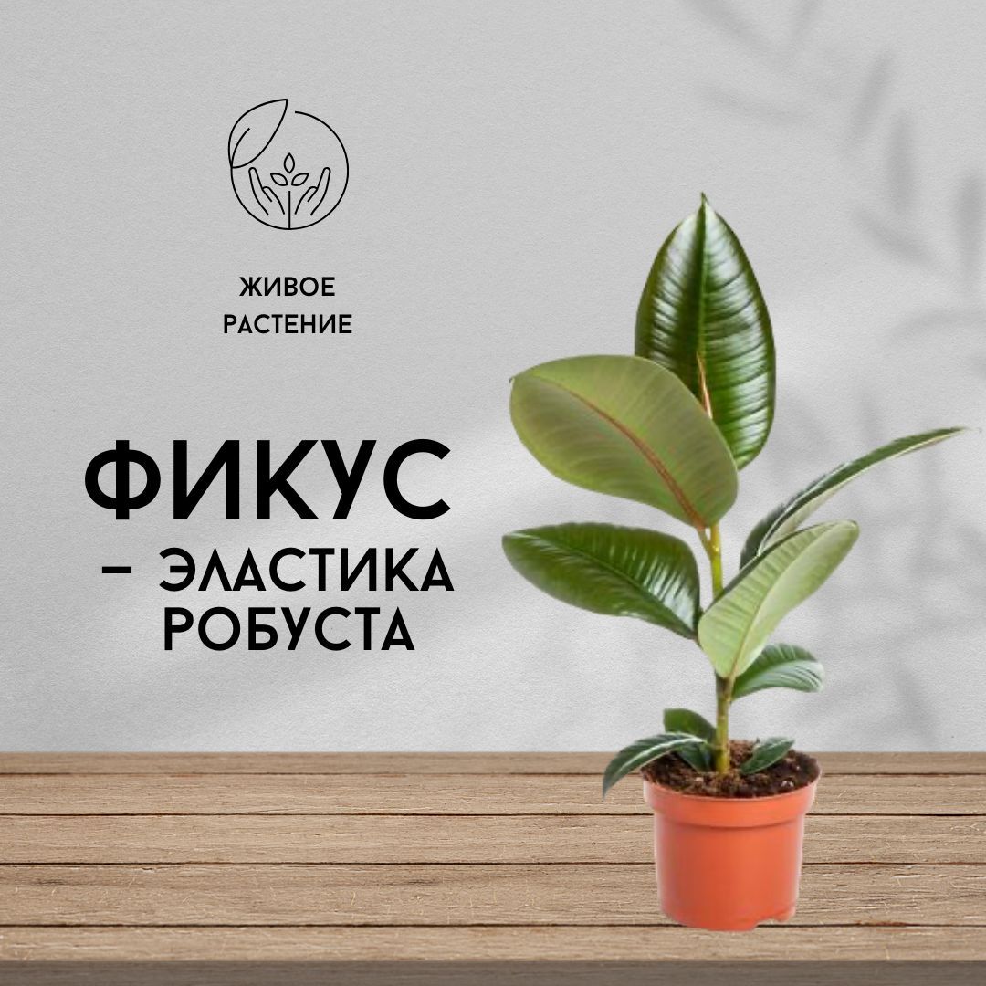 Greenom. Популярные комнатные растения. Популярные растения для дома.