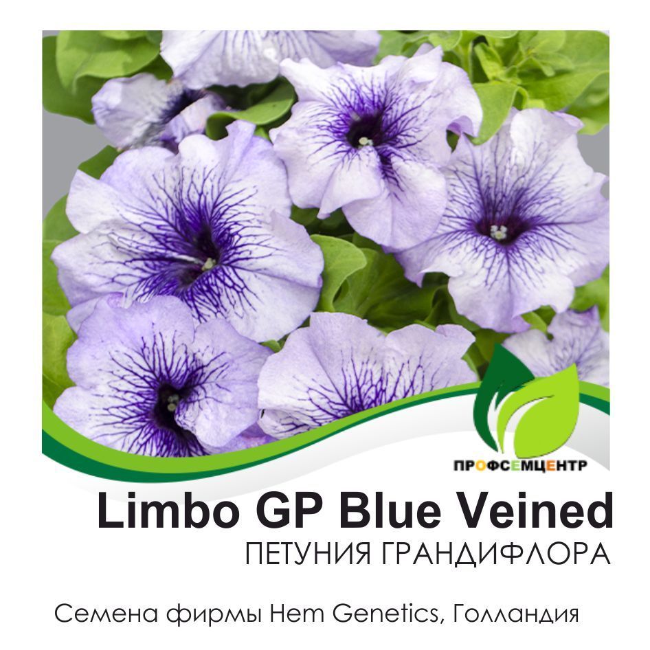 Петуния лимбо описание. Петуния грандифлора Лимбо Джи пи Блю Вейнед. Петуния грандифлора Лимбо Джи пи Блю. Петуния Лимбо Блю Вейнед. Петуния Джоконда Сатурн Блю.