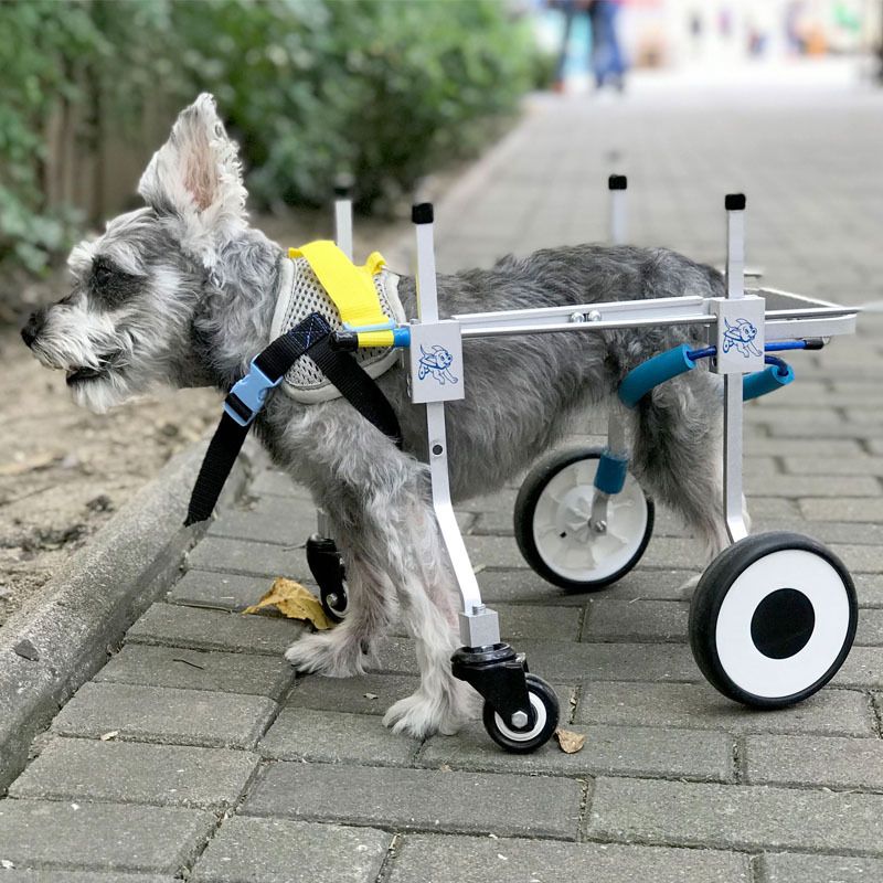 Инвалидная коляска для собак Walkin Wheels. Коляска для собак Walkin' Wheels. Коляска для собак инвалидов на 4 лапы. Коляска Квадро для собак инвалидная.