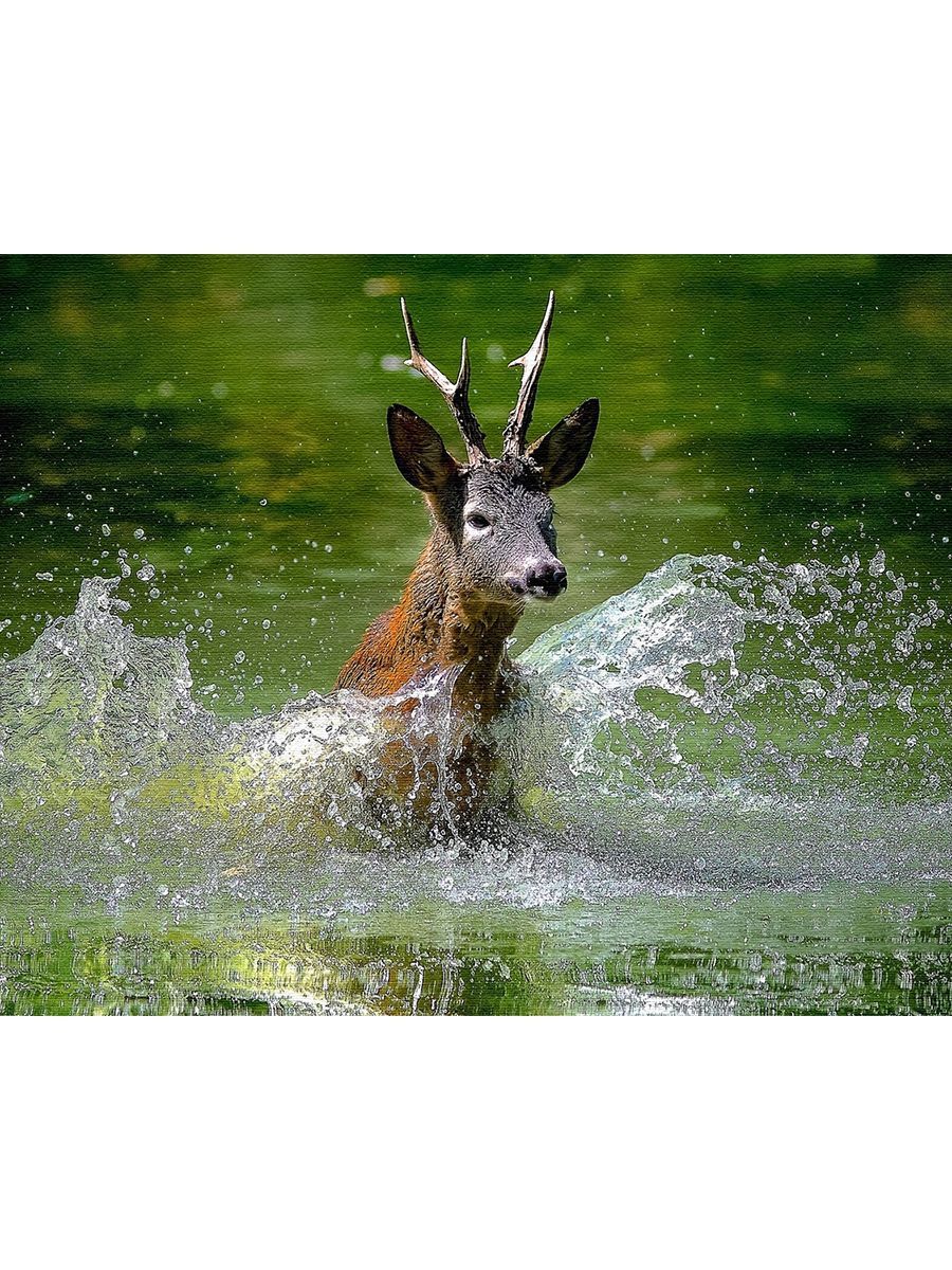 Олень купается. Лось картинка. Олень на льду. Олень на водопое. Северный олень плывет.