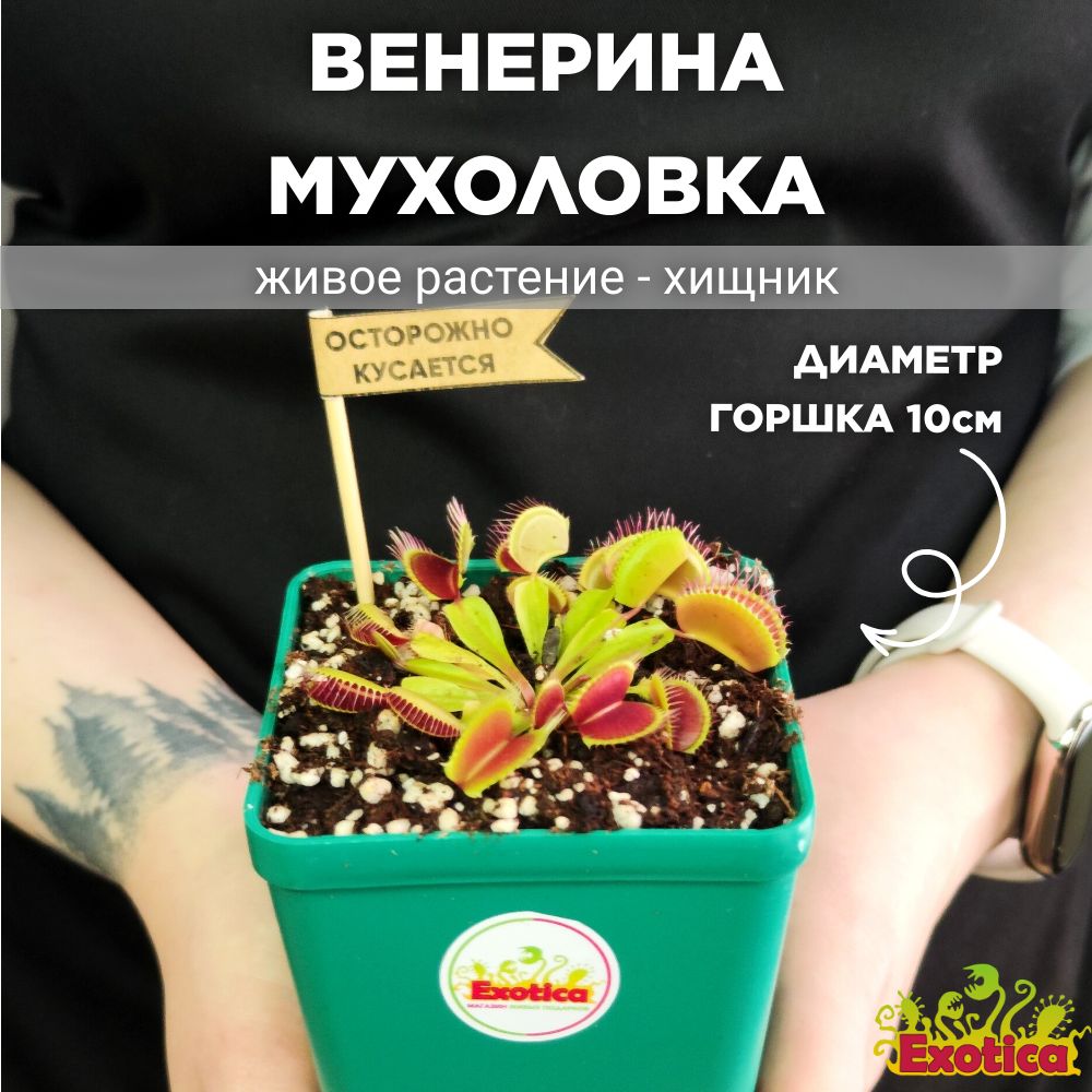 Венерина Мухоловка (Dionaea Muscipula) D10см, плотоядное растение