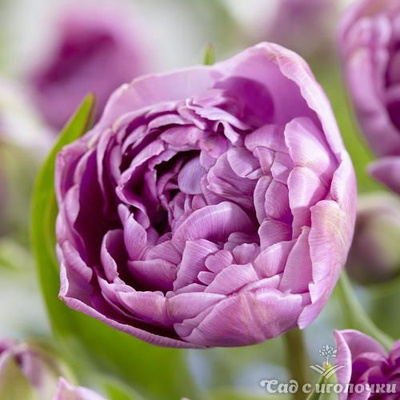 Тюльпан лилак перфекшн фото и описание