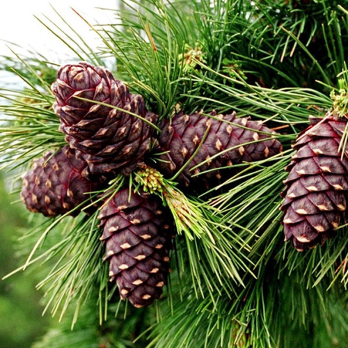 Описание хвои фото - DelaDom.ru