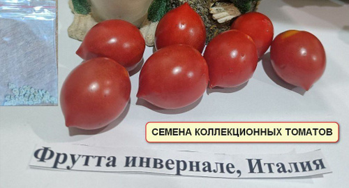 150 отзывов на Фрутта инвернале/Зимние фрукты, семена томата от покупателейOZON