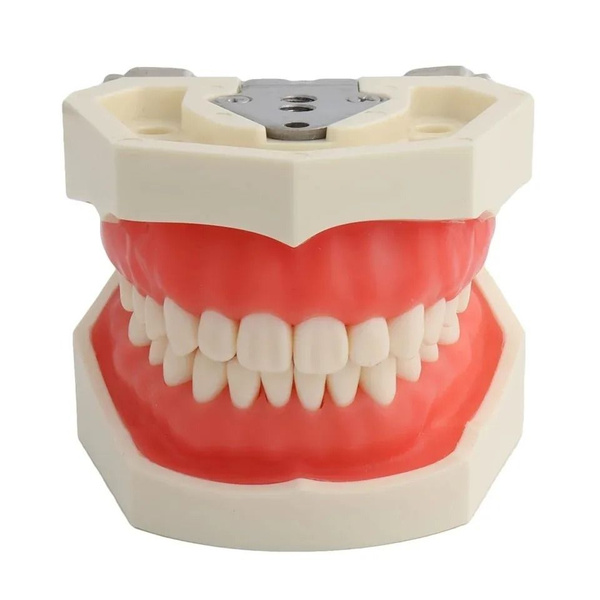Учебная модель челюсти с зубами 28 штук Dental Study Model ...