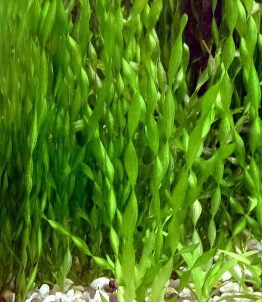 Валлиснерия спиральная (Vallisneria spiralis). Живое аквариумное ...
