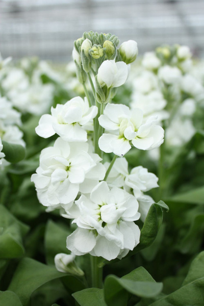 Декоративные разные, Однолетние декоративные травы Дом Семян Маттиола ...