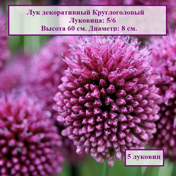 Лук декоративный Круглоголовый (5 луковиц) купить на OZON по низкой ...