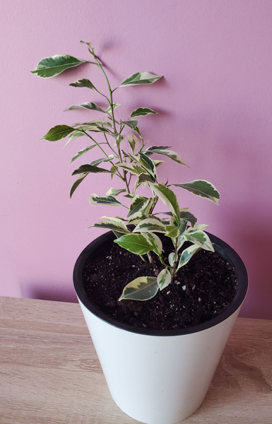 Фикус Микрокарпа Нитида Хаваи Microcarpa Nitida Hawaii, 16 дм, 1 шт ...