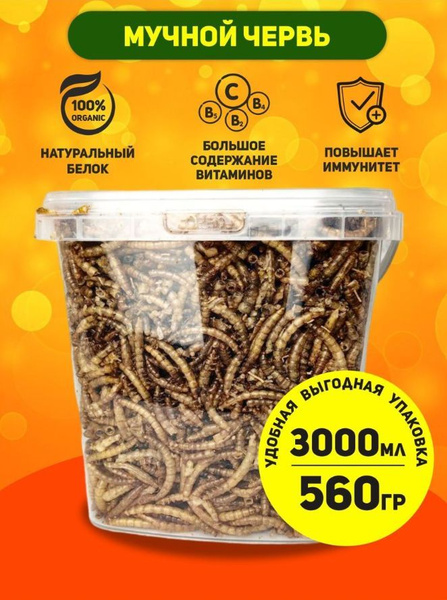 Мучной червь, корм для ежей, ведро 3000мл квадратное (560гр) - купить с ...