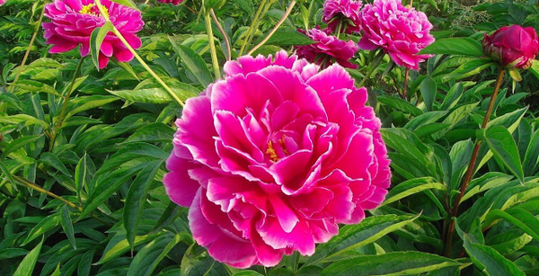 Растение Пион травянистый 7 ЦВЕТОВ Blooming Life Камелия (в тубе ...
