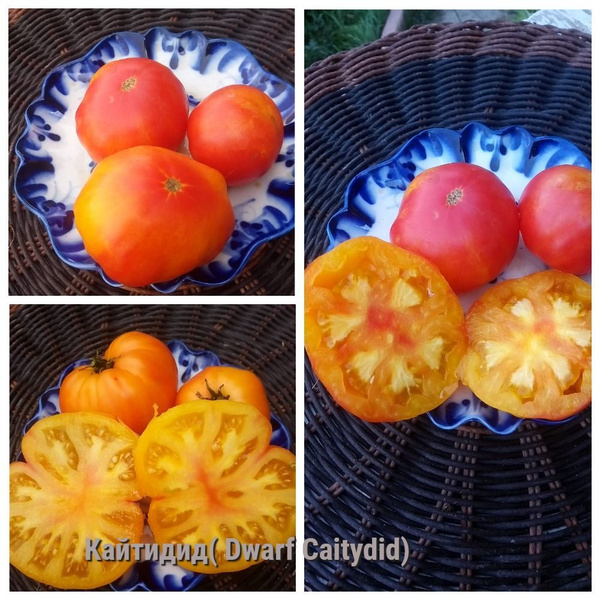 Томаты гном томатный - купить по выгодным ценам в интернет-магазине ...