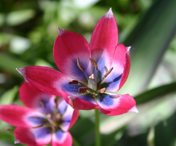 Little Beauty Tulip Bulbs for Sale - GrowJoy