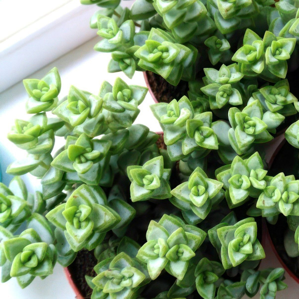 Крассула, Суккулент Кактусёнок зеленый, 1 шт - купить по выгодной цене ...