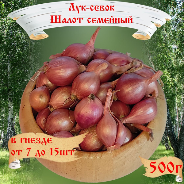 Лук севок, Лук RusAgro62 лук-севок_1 - купить по выгодным ценам в ...