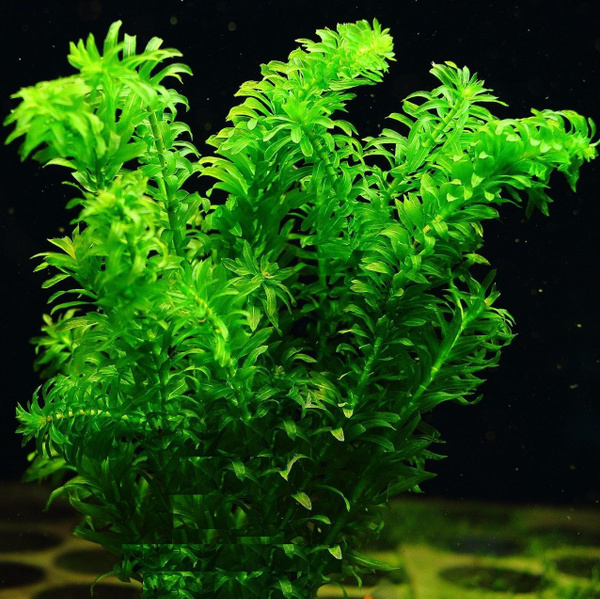 Элодея Денса (Elodea densa).Аквариумное растение. - купить с доставкой ...
