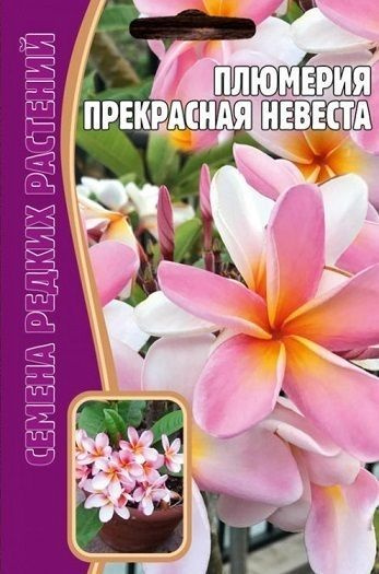 Плюмерия Плюмерия Прекрасная Невеста 3 шт * 2 упаковки - купить по ...