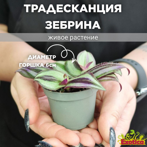 Традесканция Пинк Джой Зебрина (Tradescantia Pink Joy Zebrina) D6см ...
