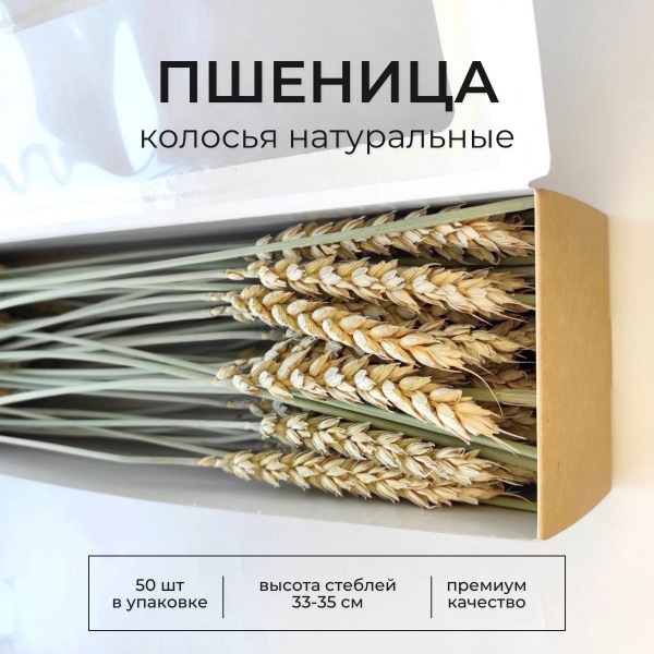 Сухоцветы Пшеница, 50 шт купить по выгодной цене в интернет-магазине ...