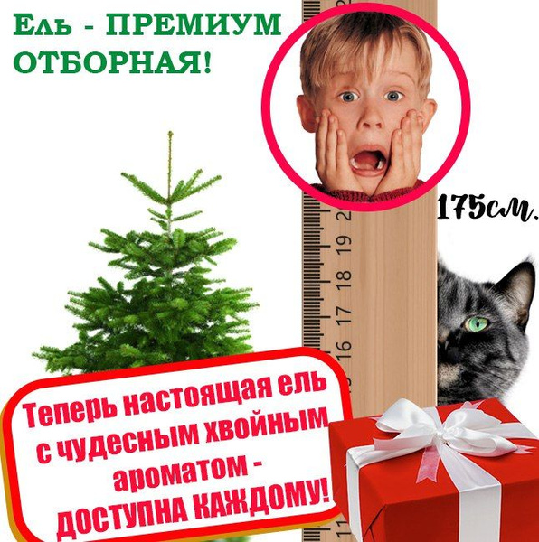Елка живая, 150-175 см - купить с доставкой по выгодным ценам в ...