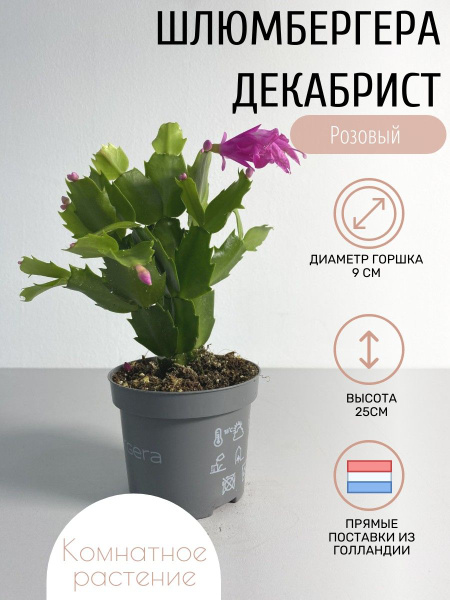 Суккулент Розовый, 9 дм, 1 шт - купить по выгодной цене в интернет ...