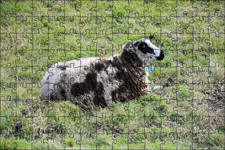 The sheep in the field