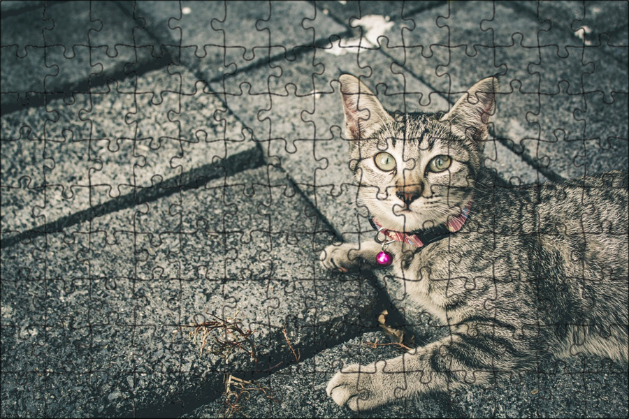Котик серый игра. Полосатый кот рельсы. Картинка пазла серого котёнка на ветке на чёрном фоне 1000 пазлов. Свободный кот.