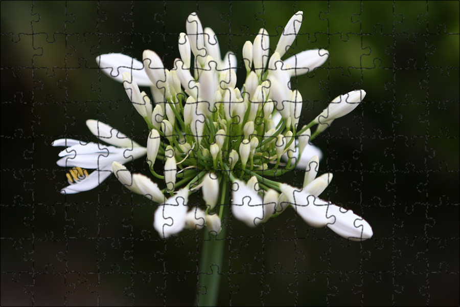Белые мелкие цветы дикорастущие. Allium ursinum. Трава с белыми цветочками. Анемона лесная цветение. Белые цветы дикорастущие.