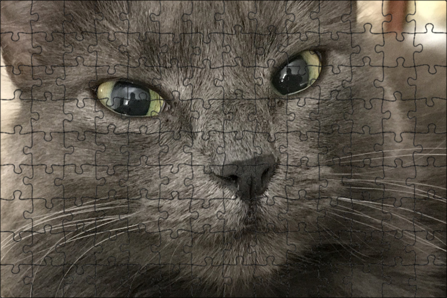 Игра серый кот. Пазл кошка на сером фоне. Пазл 2 серых кота. Картина кошек серого цвета. Текстура лица серого кота.