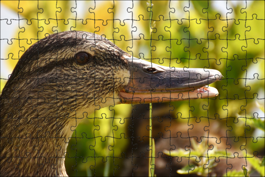 Поля утка. Хозяйство уток. Поля утка. Поля утка. Поле с утками.