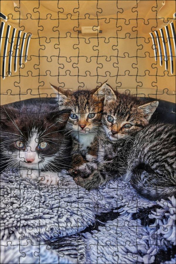 Cat load. Детеныш кота. Prime Kitten. Difficult Cats. Loading Cat