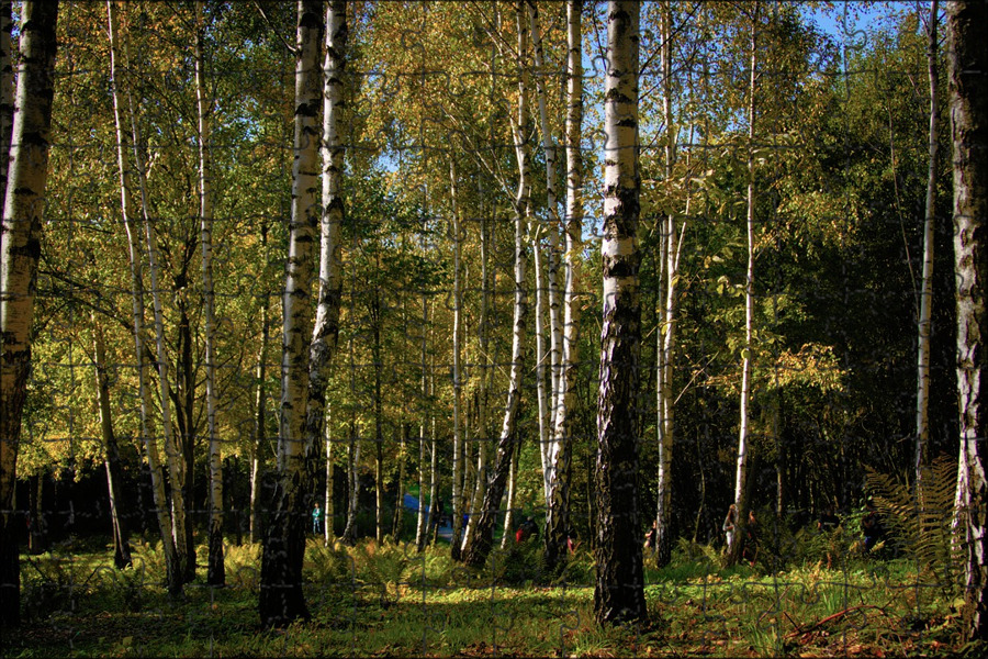 берёзовая роща роща невест. яранская березовая роща. березняк, березовая роща. весенний березовый лес. березовая роща брянск.