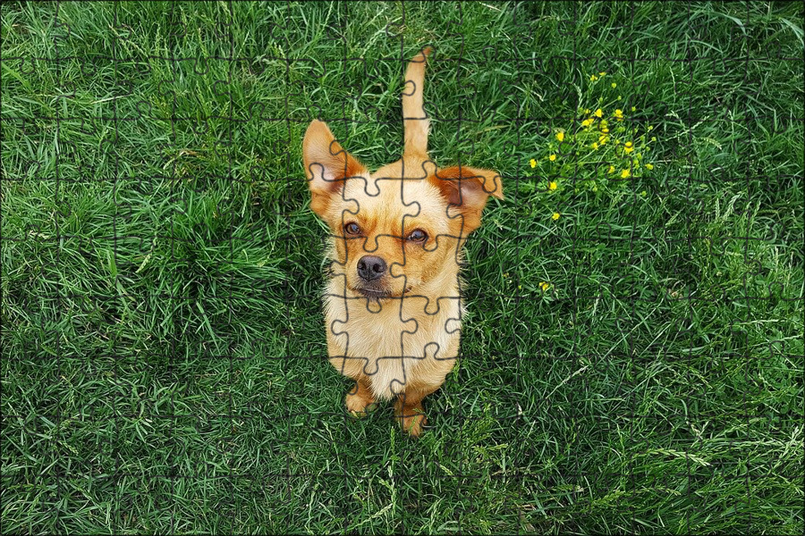 Лютая сила желтой собачки! Русский и советский художник-иллюстратор Владимир Анд