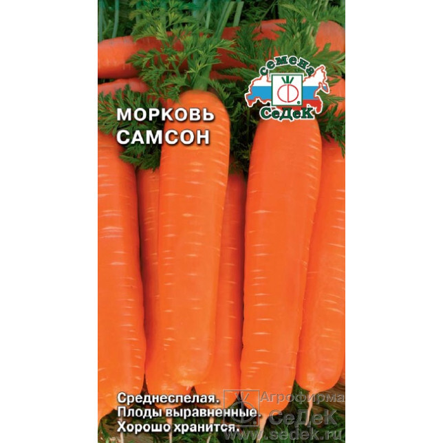 Морковь сорт самсон фото