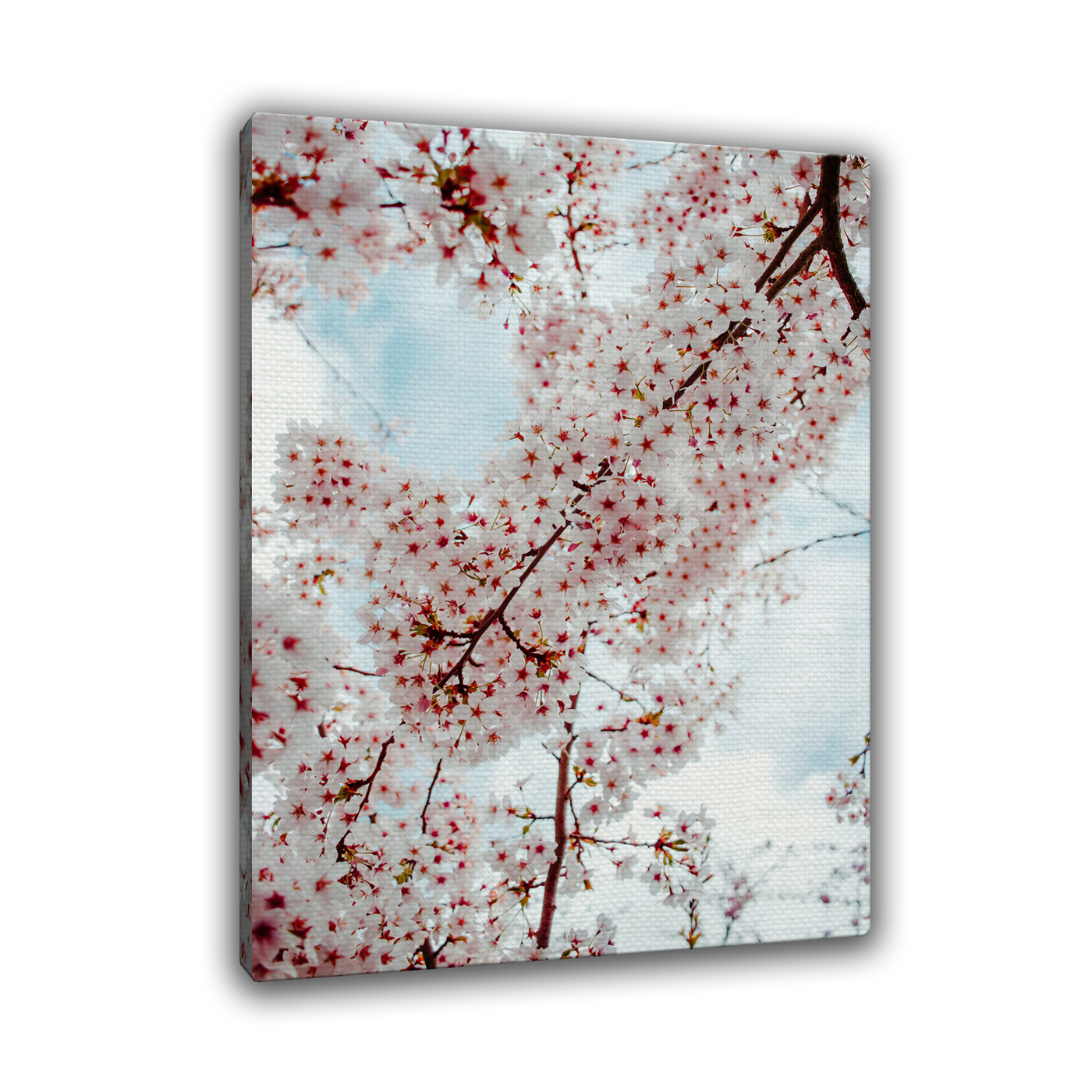 Опала сакура. Сакура. Сакура опавшая на речку. Таб Redfield Cherry Blossom 30гр*10*20мт.