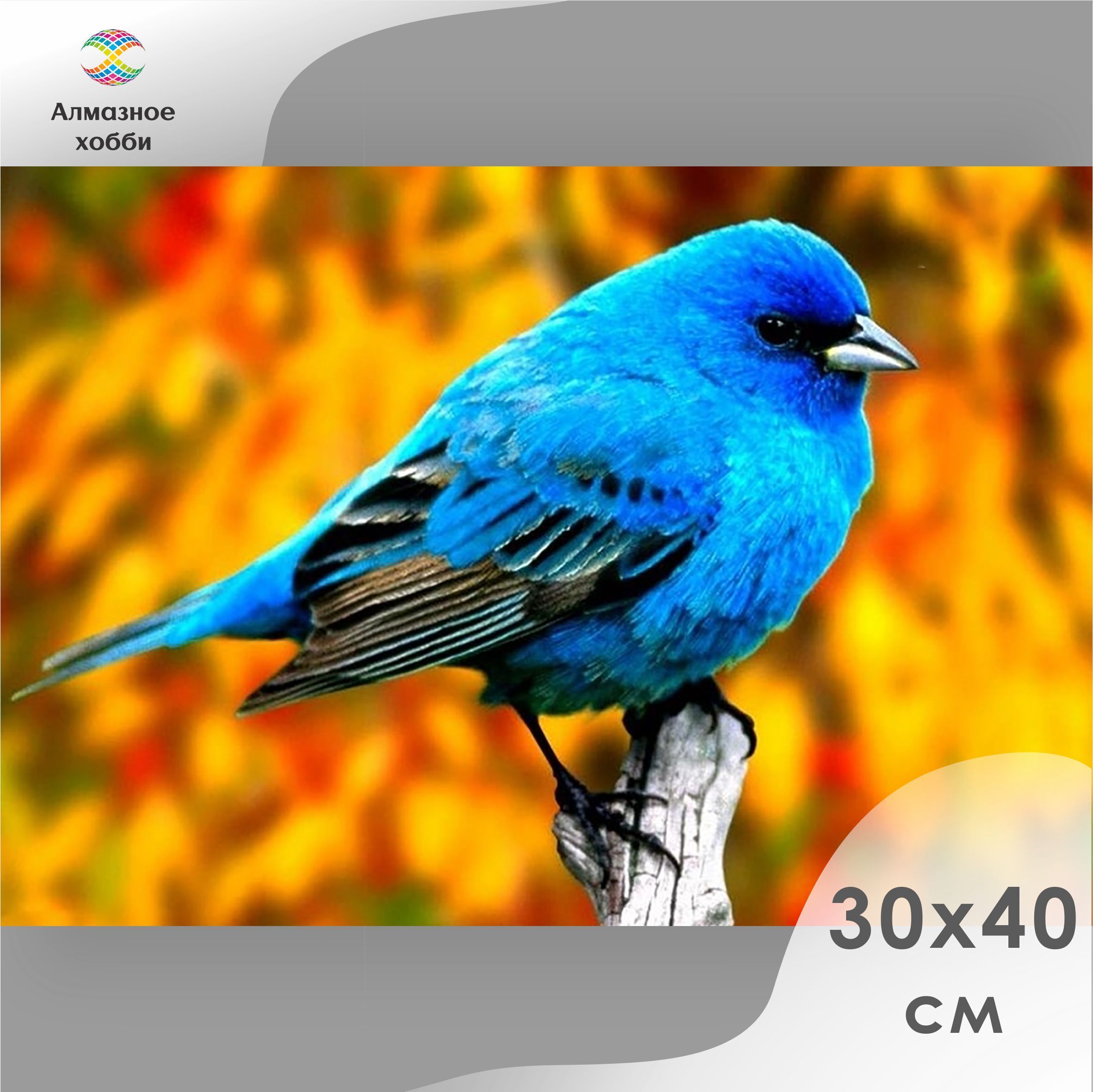 Сиалия лазурная птица. Что такое синяя птица. Птичка голубая сиалия. Синяя птица. Бирюзовый овсянковый кардинал.