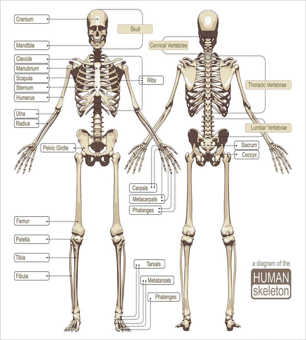Скелет человека спереди