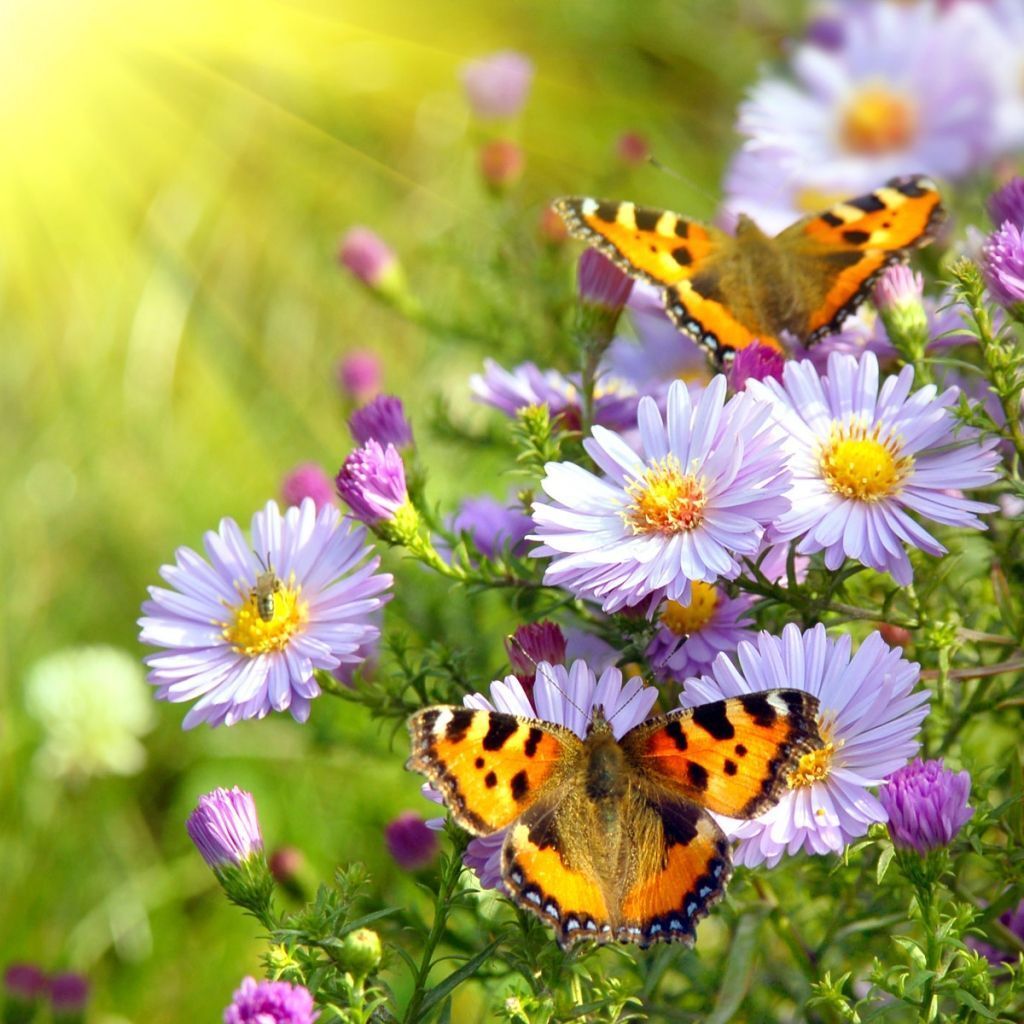 Фото поля с цветами и бабочками