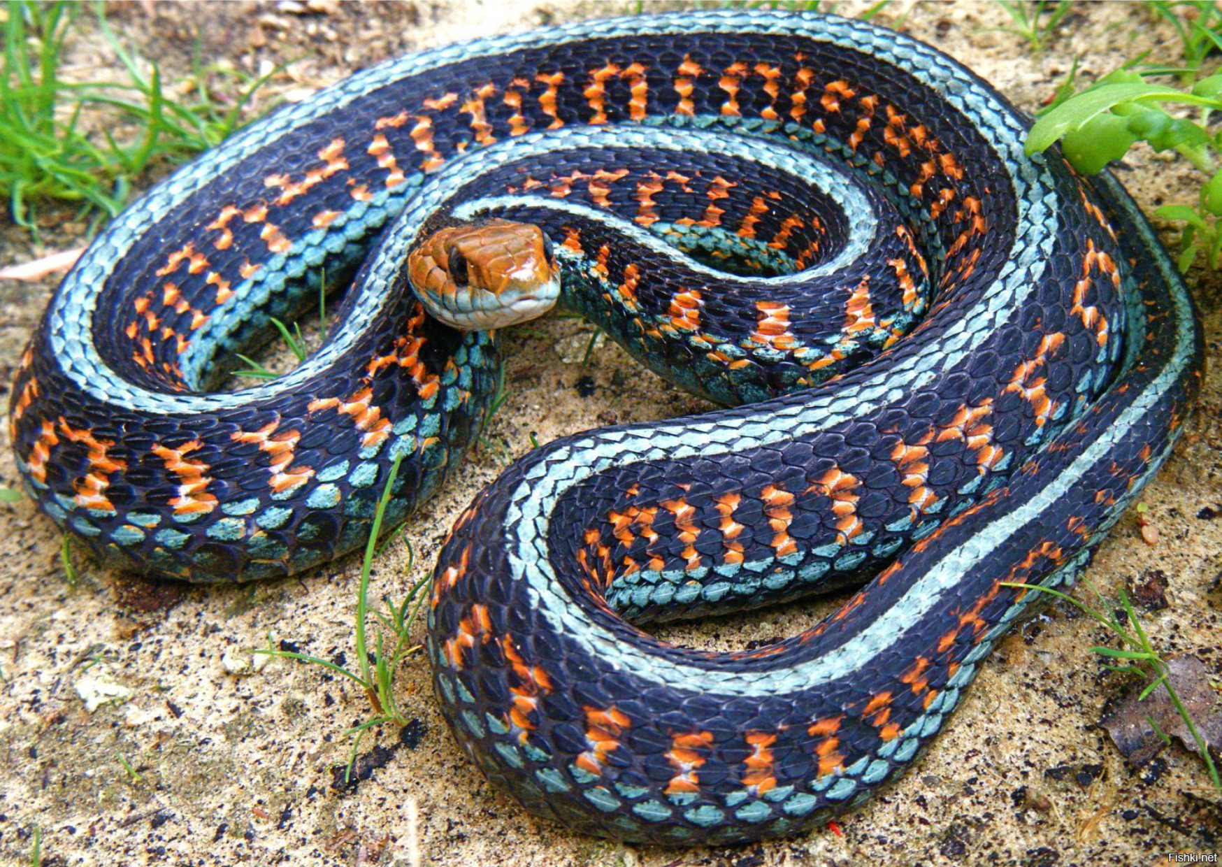 Самых красивых змей. Подвязочная змея (Thamnophis sirtalis). Калифорнийская Краснобокая подвязочная змея. Королевская ошейниковая змея. Thamnophis sirtalis infernalis.