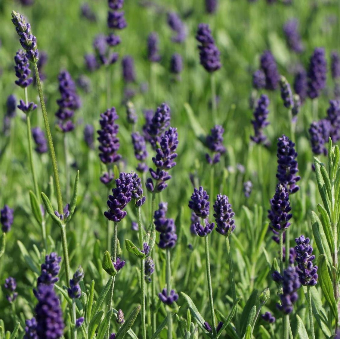 Lavandula angustifolia. Лаванда узколистная Прованс. Лаванда узколистная Ангустифолия. Лаванда Lavandula Ellagance Purple. Лаванда узколистная Ellagance Purple.