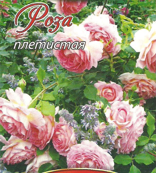 Семена Роз Купить Многолетние