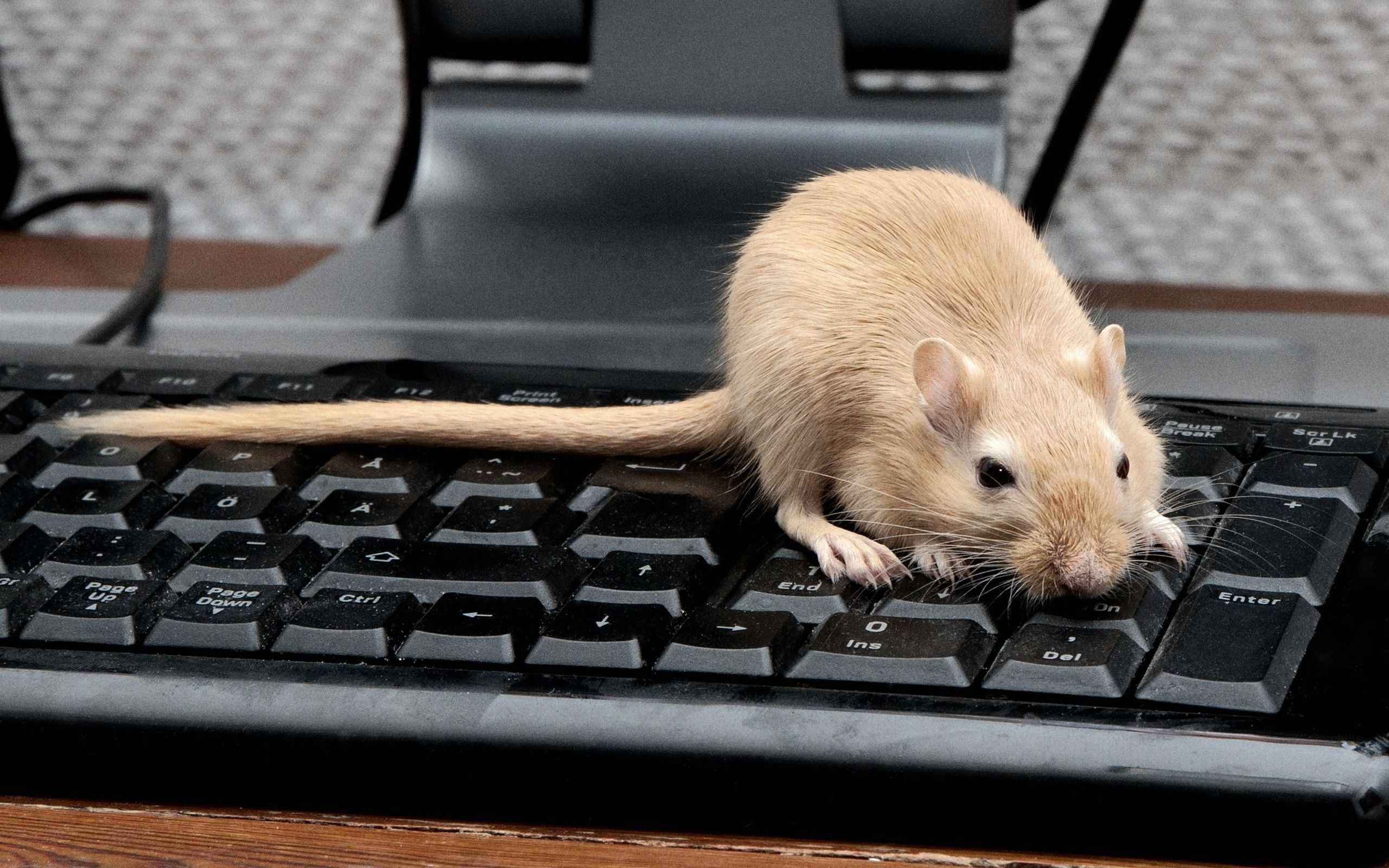 Рабочая мышь. Крыса Песчанка. Мышка. VDIRF. Забавные мышки.