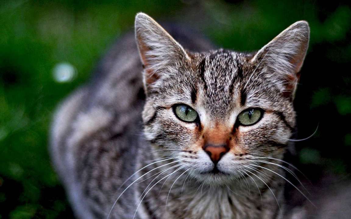 Лицо кота