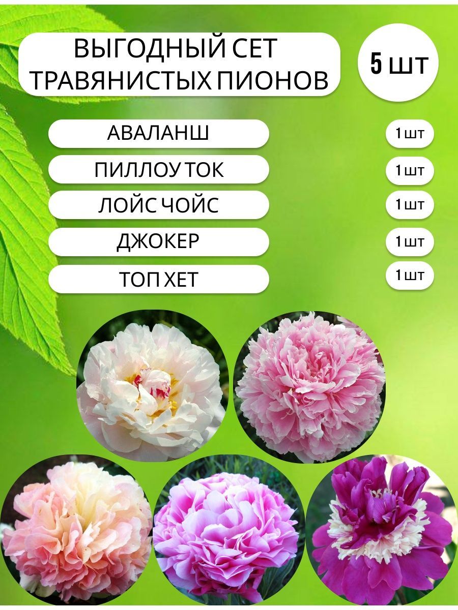 Корневища Пионов Купить В Интернет Магазине