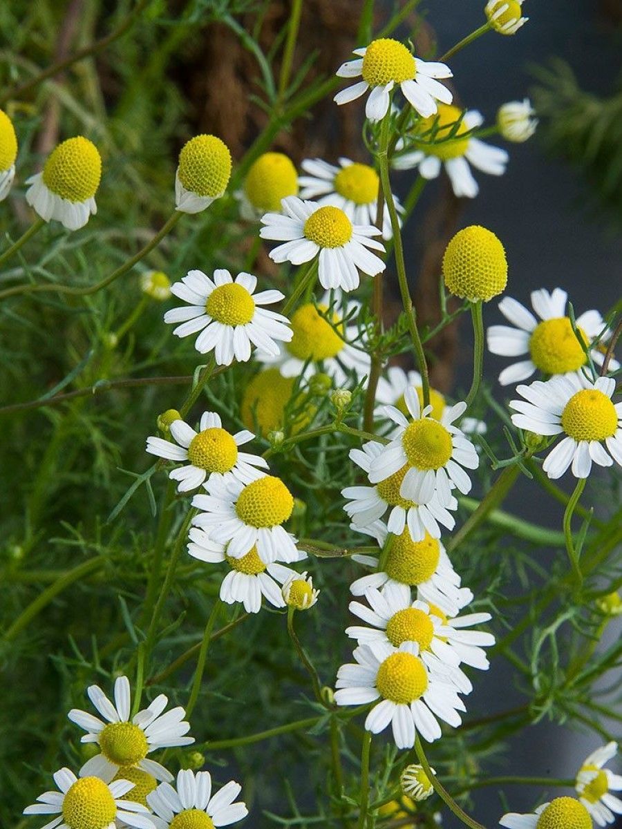 Ромашка аптечная (Matricaria Chamomilla)