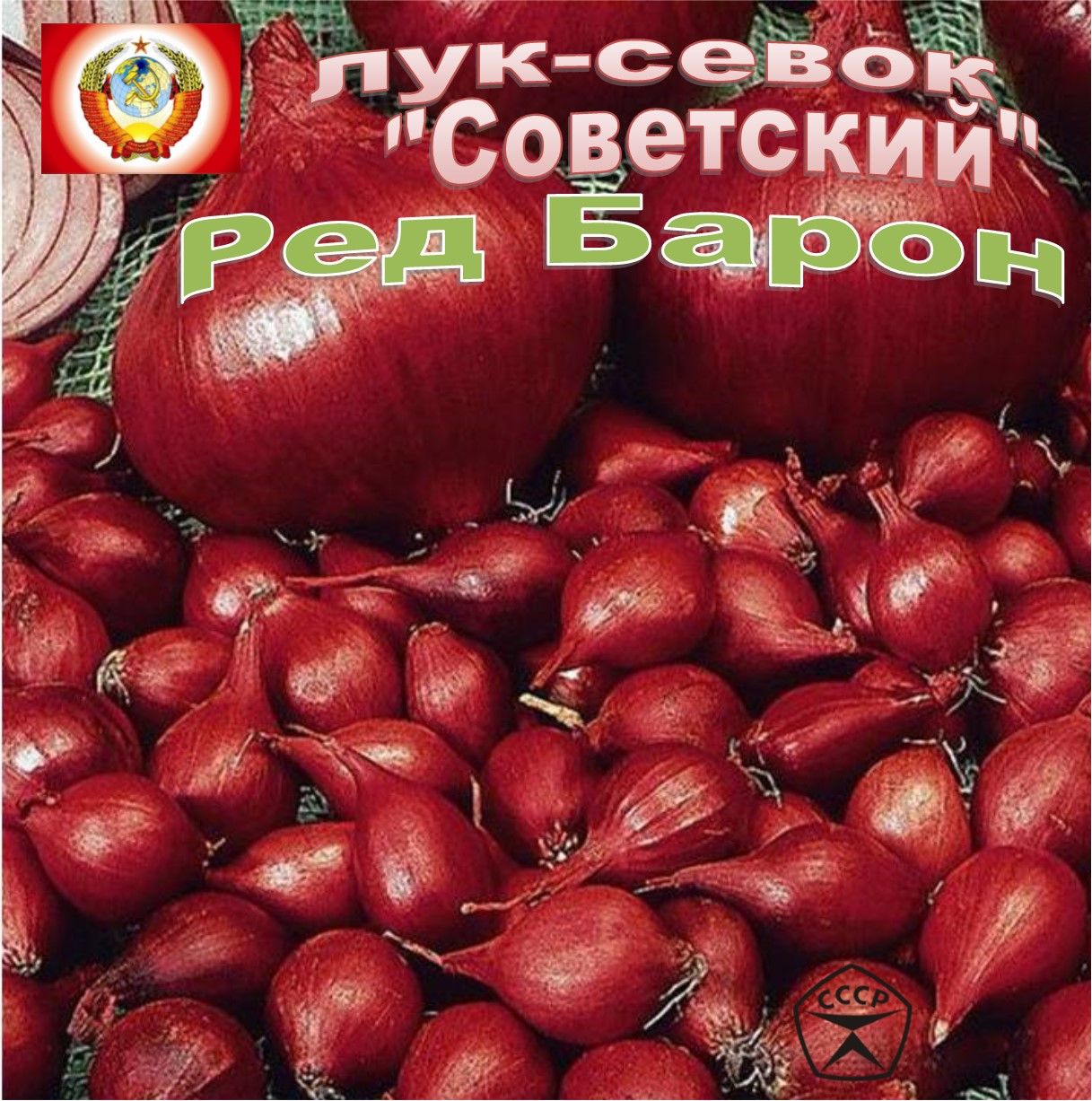 Лук кармен в зиму. Лук севок бамбергер. лук кармен. лук севок красный кормилец. есть ли в оби грунт для рассады и лук севок.