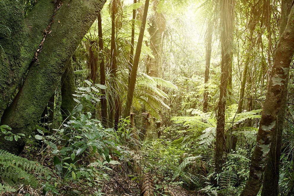 настольная игра рыжий кот джунгли ин-3108. сколько стоят джунгли. сколько стоят джунгли. пазл larsen динозавры fh31. сколько стоят джунгли.