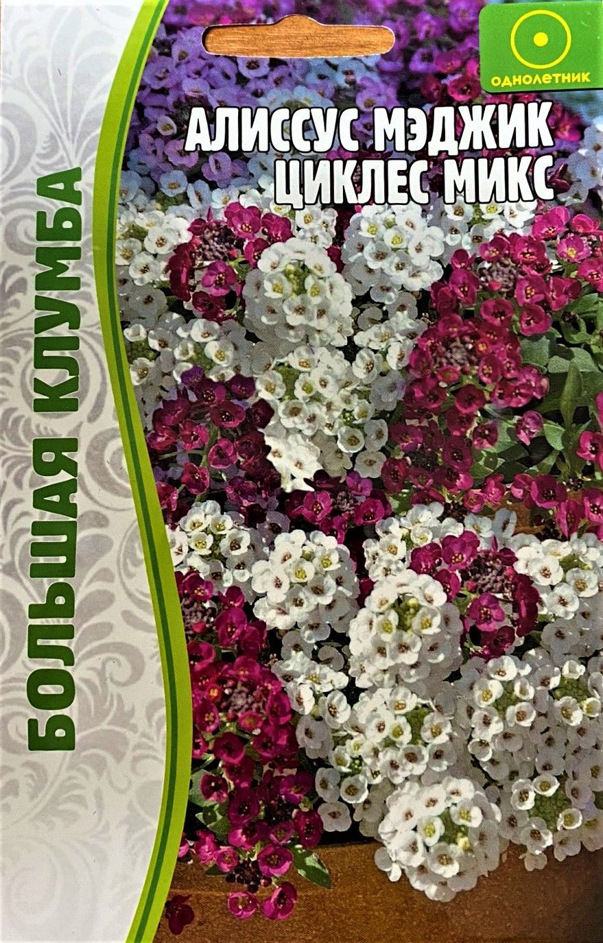 Алиссум мэджик циклес микс. Алиссум лобулярия каменник. Цветок алиссум мэджик циклес. Лобулярия приморская алиссум lobularia maritima. Семена гипсофила изящная смесь.