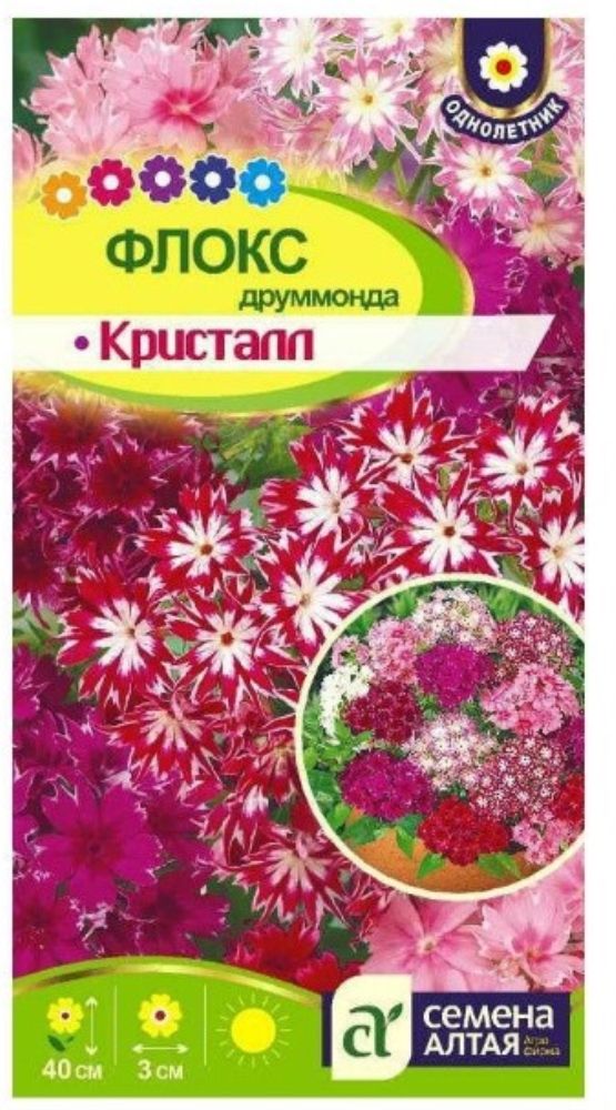 Флоксы Однолетние Купить Семена